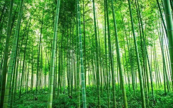 100% bamboo fiber yarn